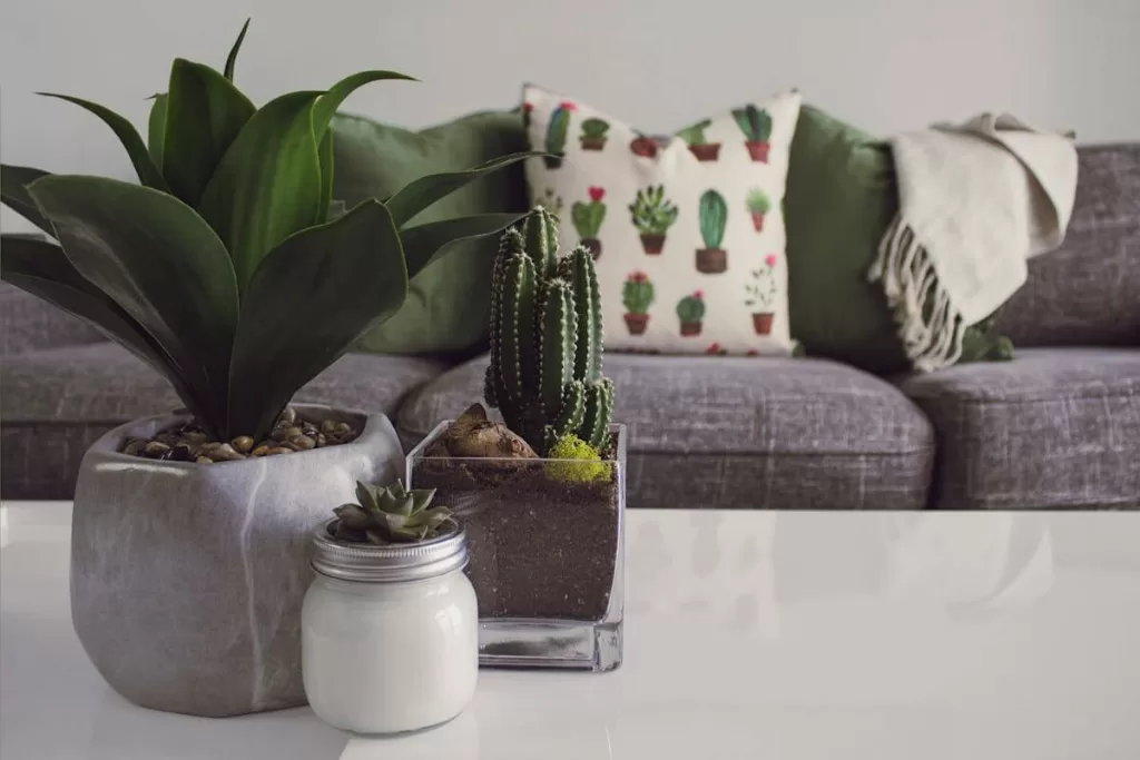 How to Decorate with Indoor Plants: Tips for A Green Home